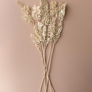 Dried and Preserved Ivory Ruscus