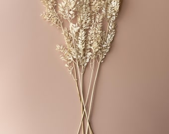 Dried and Preserved Ivory Ruscus