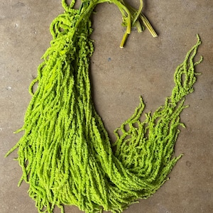Hanging Amaranthus - Neon Green