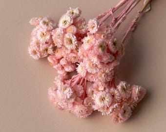 May include: A bundle of dried pink flowers with small, clustered blooms and delicate stems. The flowers have a soft, textured appearance and a subtle, natural aesthetic. The background is a solid, neutral color.