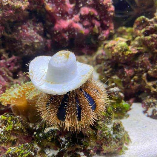Sea Urchin Hats 2 Pack - Etsy