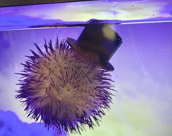 Sea Urchin Hats 2 Pack - Etsy