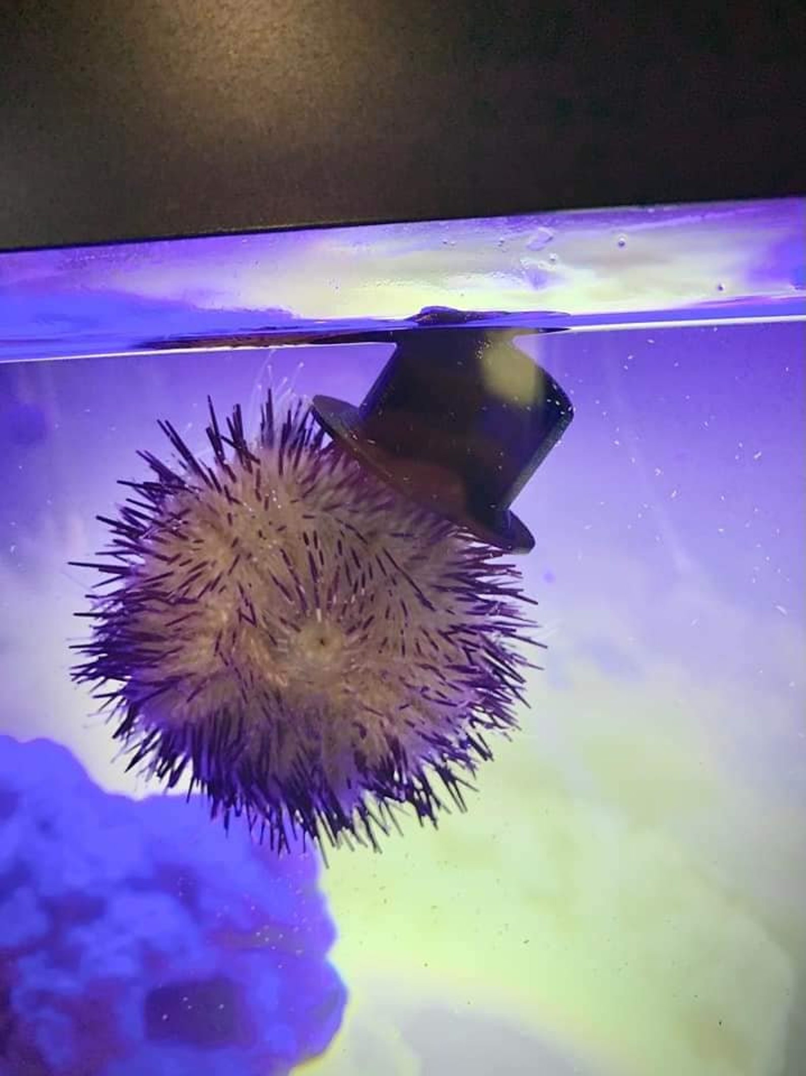 Urchin Hats 4 Pack Etsy