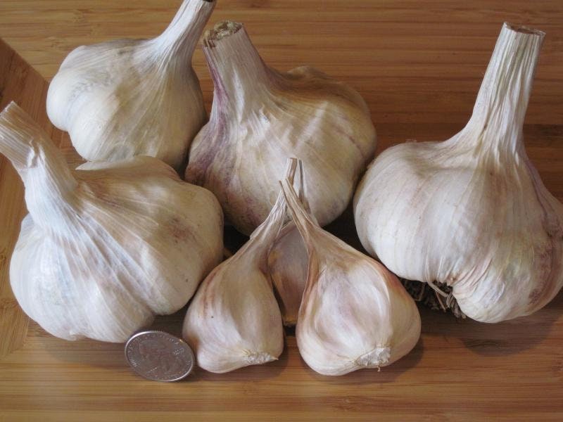 Inchelium Red Softneck Gourmet Seed Garlic Bulbs  White Rot Free Cert…