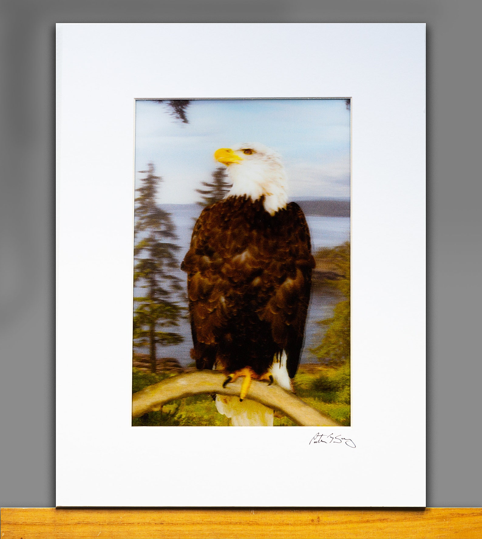 Vancouver Eagle by Peter J. Sucy