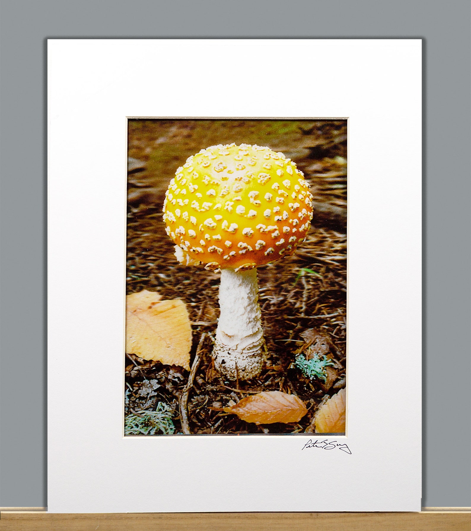 Amanita Mushroom by Peter J. Sucy