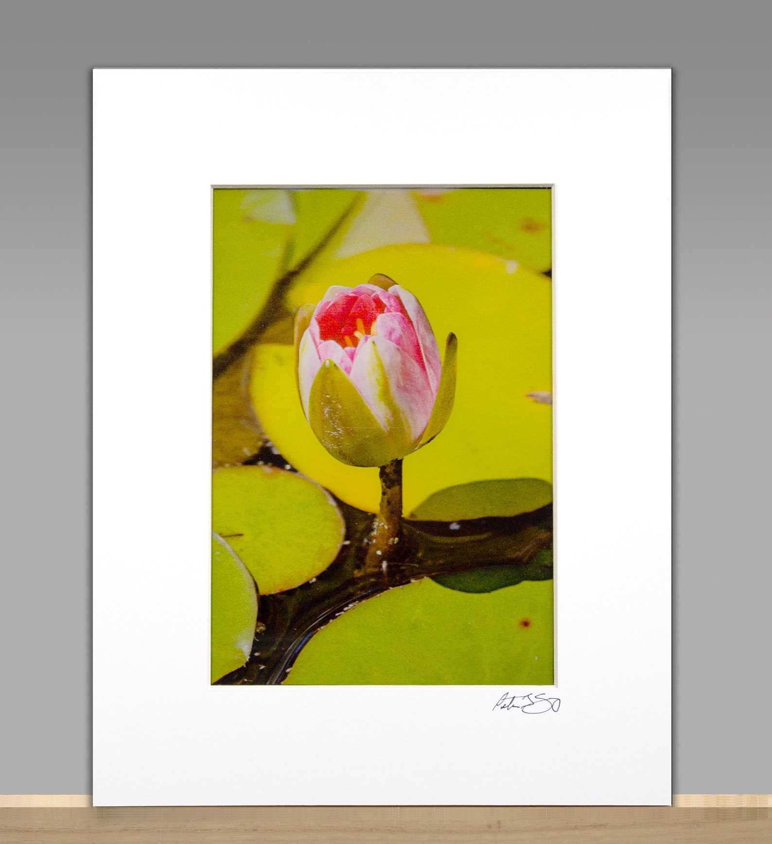 Water Lily by Peter J. Sucy