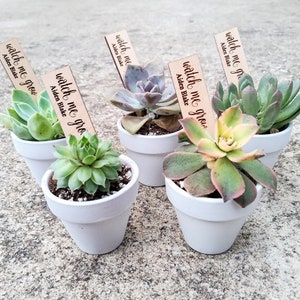 10 ct. Wooden Planter Stakes | Plant Stakes | Baby Shower Thank you | Wedding Favor