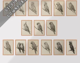 Vintage Parrot Wall Art Set of 14 | Printable Bird Illustrations | Antique Parrot Sketches | Digital Download | Botanical Aviary Prints