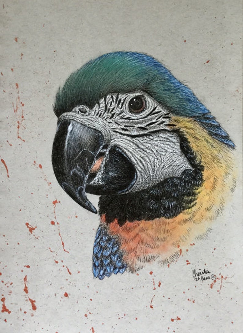wall art Parrot drawing original drawing small parrot drawing mixed media drawing parrot parrot artwork original artwork home decor