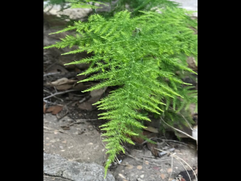Evergreen Climbing Asparagus Plumosa Fern Plant Lace Fern 4 image 0