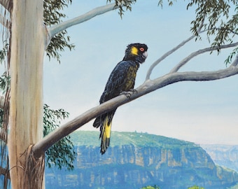 Yellow Tailed Black Cockatoo print from an original oil painting by award winning artist Phillip Layzell