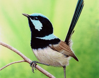 Australian Bird, Superb Fairywren, Original Realistic Watercolour Painting by Award winning artist Phillip Layzell