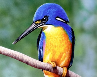 Australian Bird, Azure Kingfisher, Original Realistic Watercolour Painting by Award winning artist Phillip Layzell