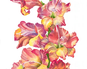 Watercolor Painting Art Print - "Gladiolus"