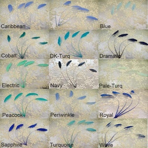 May include: A collection of 12 peacock feathers in various shades of blue and green, including Caribbean, Cobalt, Electric, Navy, Peacock, Periwinkle, Royal, Sapphire, Turquoise, and Wave. Each feather is displayed individually on a white background.