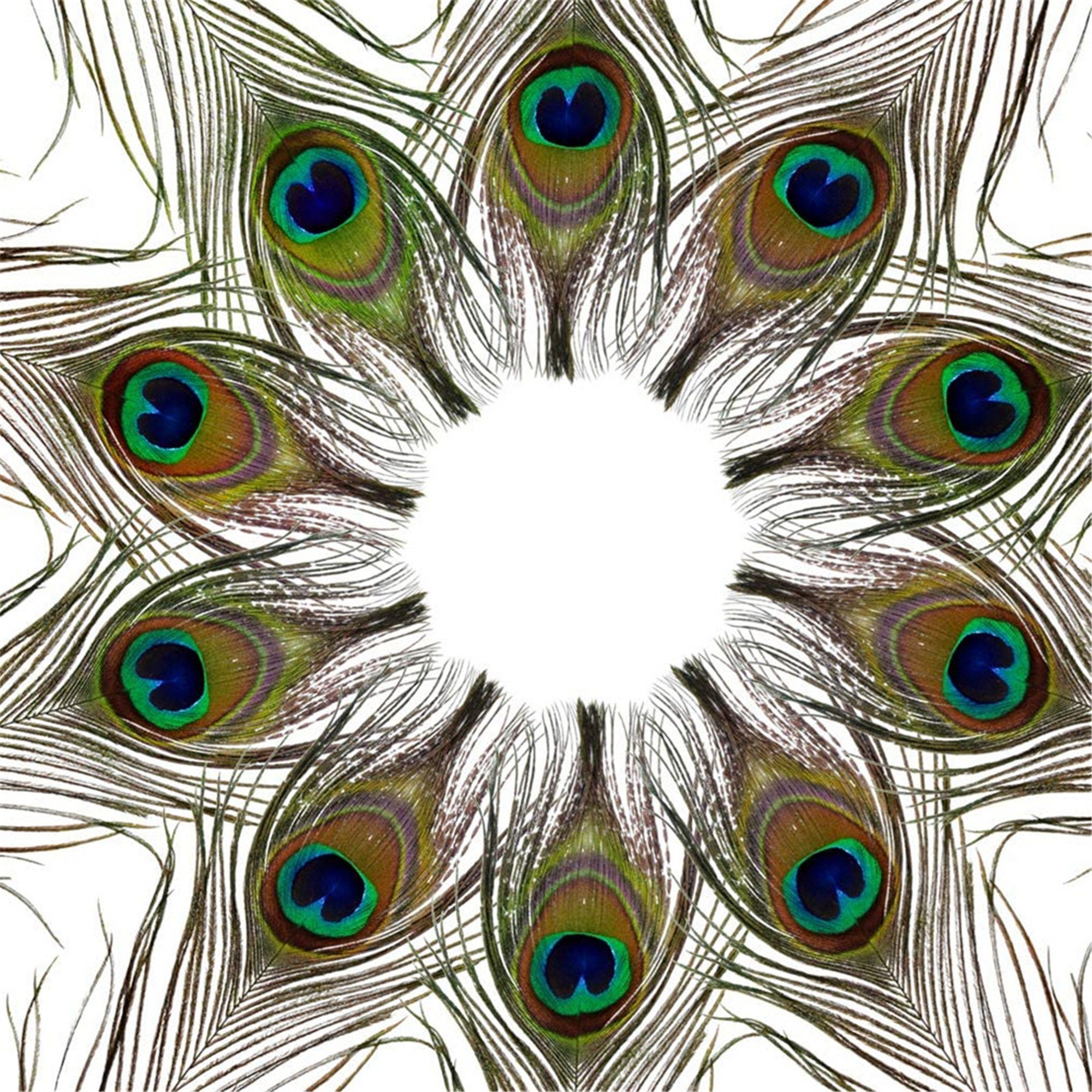 Natural Peacock Feathers for DIY Craft Wedding Party Home Etsy