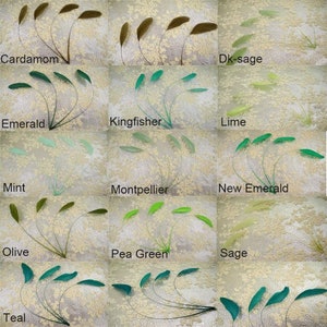 May include: Assortment of feathers in various shades of green, including cardamom, emerald, kingfisher, lime, mint, olive, pea green, sage, teal, and new emerald.  The feathers are arranged in rows, with each row labeled with the corresponding color name.