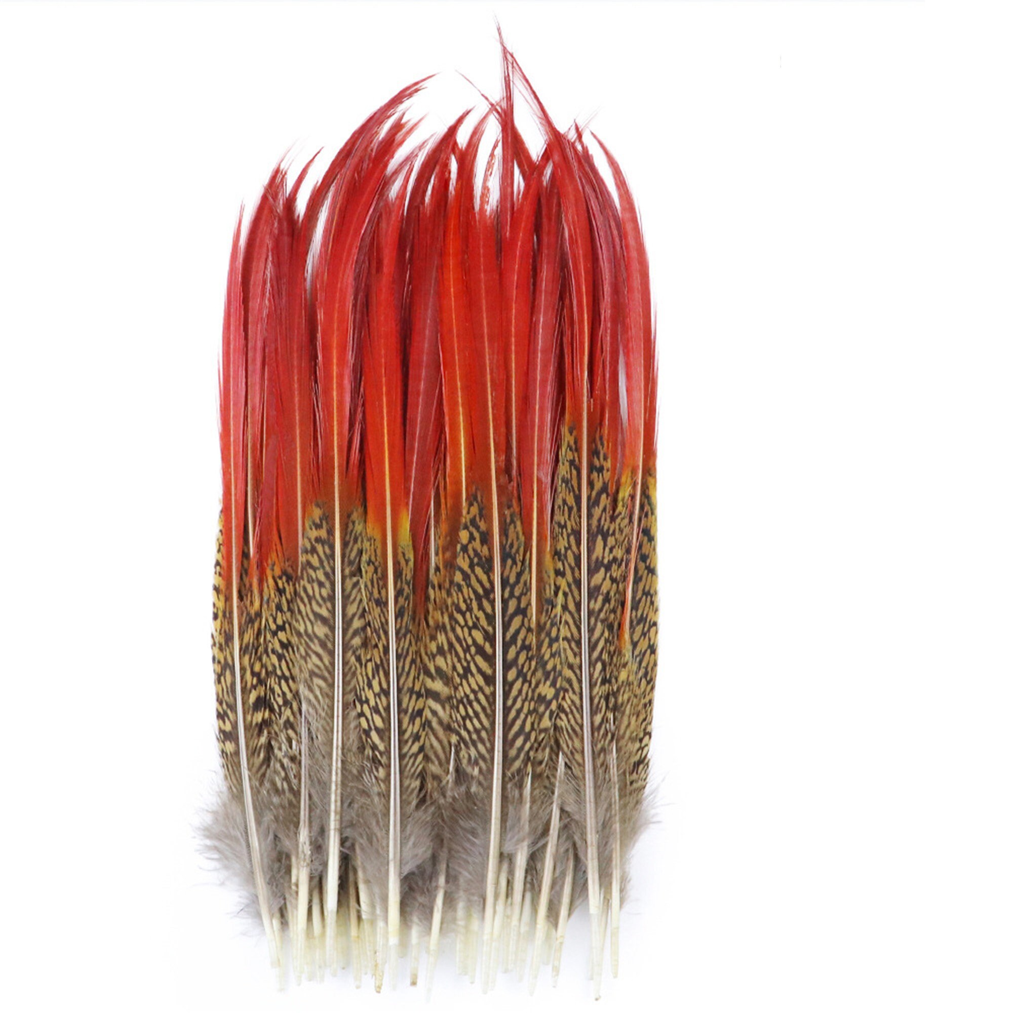 Natural Golden Pheasant Feathers Natural Pheasant Red Tip Etsy