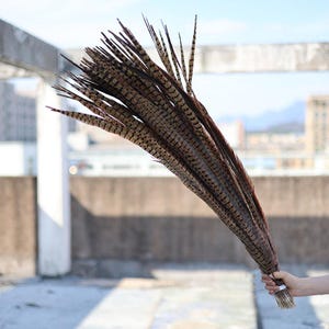 Plumas de cola de faisán de collar naturales, plumas naturales para manualidades y suministros de arte, manualidades, disfraces