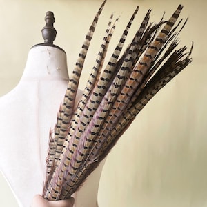 以下が含まれることがあります： 縞模様の茶色と黒のキジの羽根の束。羽根は扇形に配置されており、約45cmの長さです。