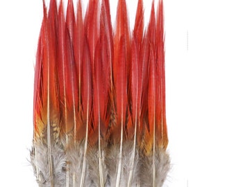 10 Piume Di Fagiano Dorate Naturali - Per Artigianato, Costumi, Decorazioni (10-15 Cm)