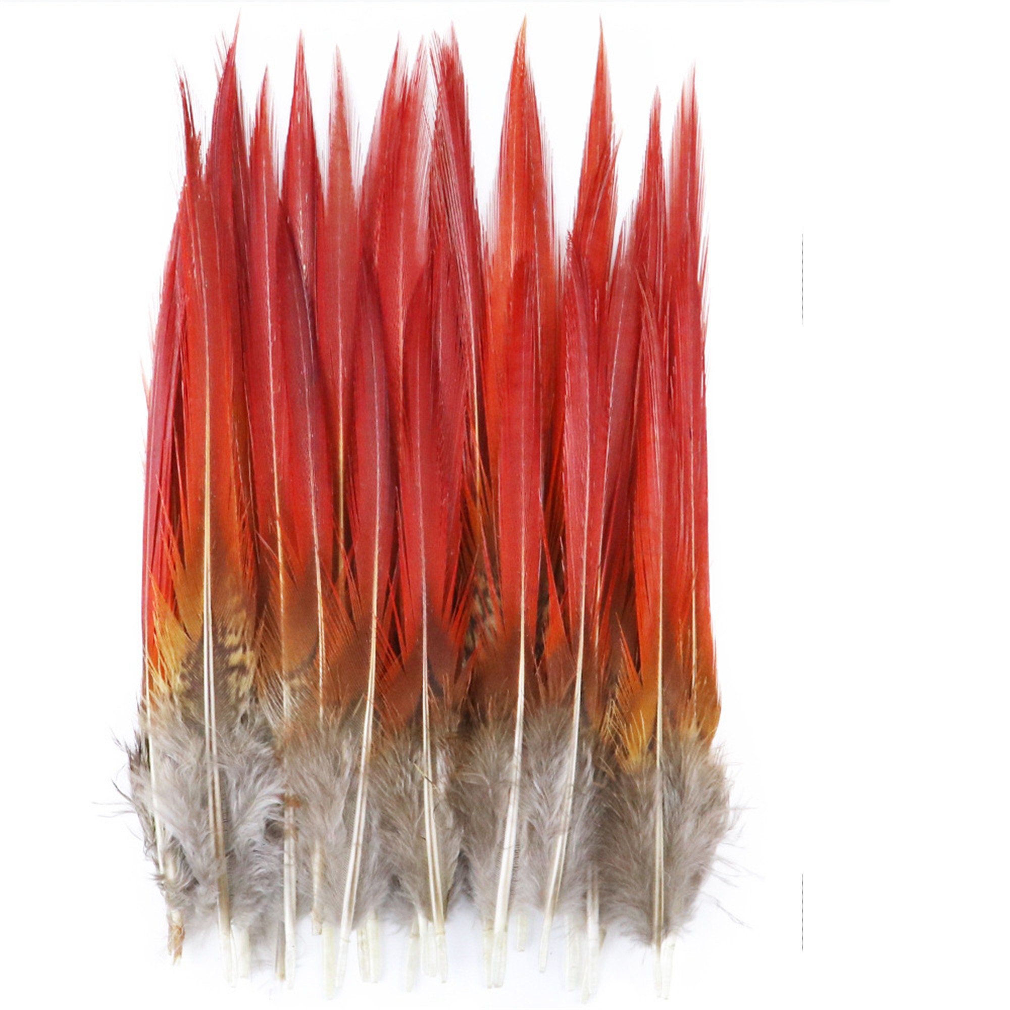Natural Golden Pheasant Feathers Natural Pheasant Red Tip Etsy