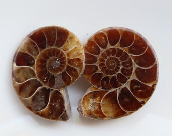 Ammonite Fossil Pair | Ammonite Pair Deep Crystals | 100 million-year-old Dinosaur age | Fossil Ammonite necklace | ammonite ring
