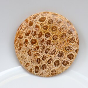 Cabochon de corail fossile de grande taille, pierre de cabochon de corail agatisée naturelle, pierre précieuse en vrac, pierre de poche, pierre de guérison, cristal de corail fossile.