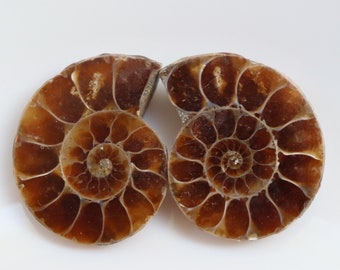 Ammonite Fossil Pair | Ammonite Pair Deep Crystals | 100 million-year-old Dinosaur age | Fossil Ammonite necklace | ammonite ring