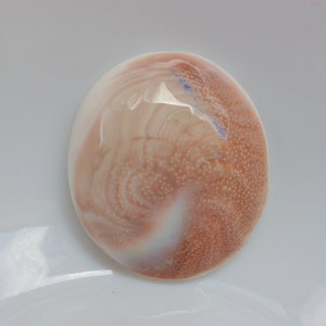 Pode incluir: Uma concha de mar ovalada e lisa com um padrão de redemoinho de branco e marrom. A concha tem uma superfície texturizada com pequenos pontos em relevo.