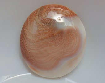 May include: A round, white and brown shell with a swirling pattern. The shell has a smooth, polished surface.