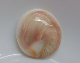 May include: A round, white shell with pink and brown swirls and a textured surface.