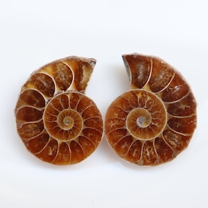 Ammonite Fossil Pair | Ammonite Pair Deep Crystals | 100 million-year-old Dinosaur age | Fossil Ammonite necklace | ammonite ring