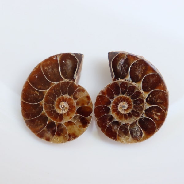 Ammonite Fossil Pair | Ammonite Pair Deep Crystals | 100 million-year-old Dinosaur age | Fossil Ammonite necklace | ammonite ring