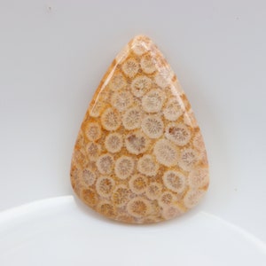 A+ Cabochon de corail fossile naturel, cabochon de corail agatisé, pierre précieuse en vrac, pierre de poche, pierre de guérison, cristal de corail fossile