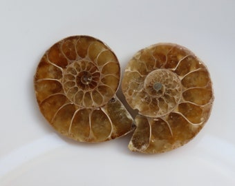Ammonite Fossil Pair | Ammonite Pair Deep Crystals | 100 million-year-old Dinosaur age | Fossil Ammonite necklace | ammonite ring