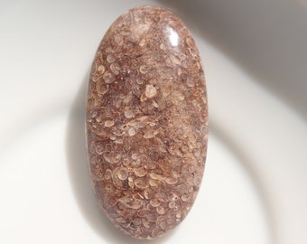Natürlicher Turritella Achat Fossil Handstein, echtes dunkelbraunes schwarzes Fossil aus Wyoming, Heilstein, Handschmeichler, Heilstein.