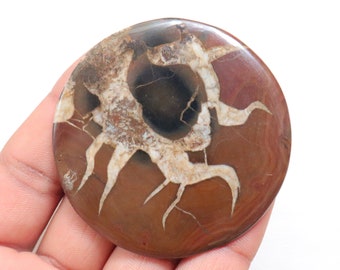 May include: A round, polished, brown and white agate stone with a unique, intricate pattern. The stone has a dark brown center with white, branching lines radiating outwards.