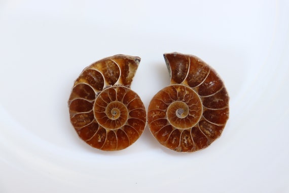 アンモナイトの化石ペア | アンモナイトの深層結晶ペア | 1億年前の