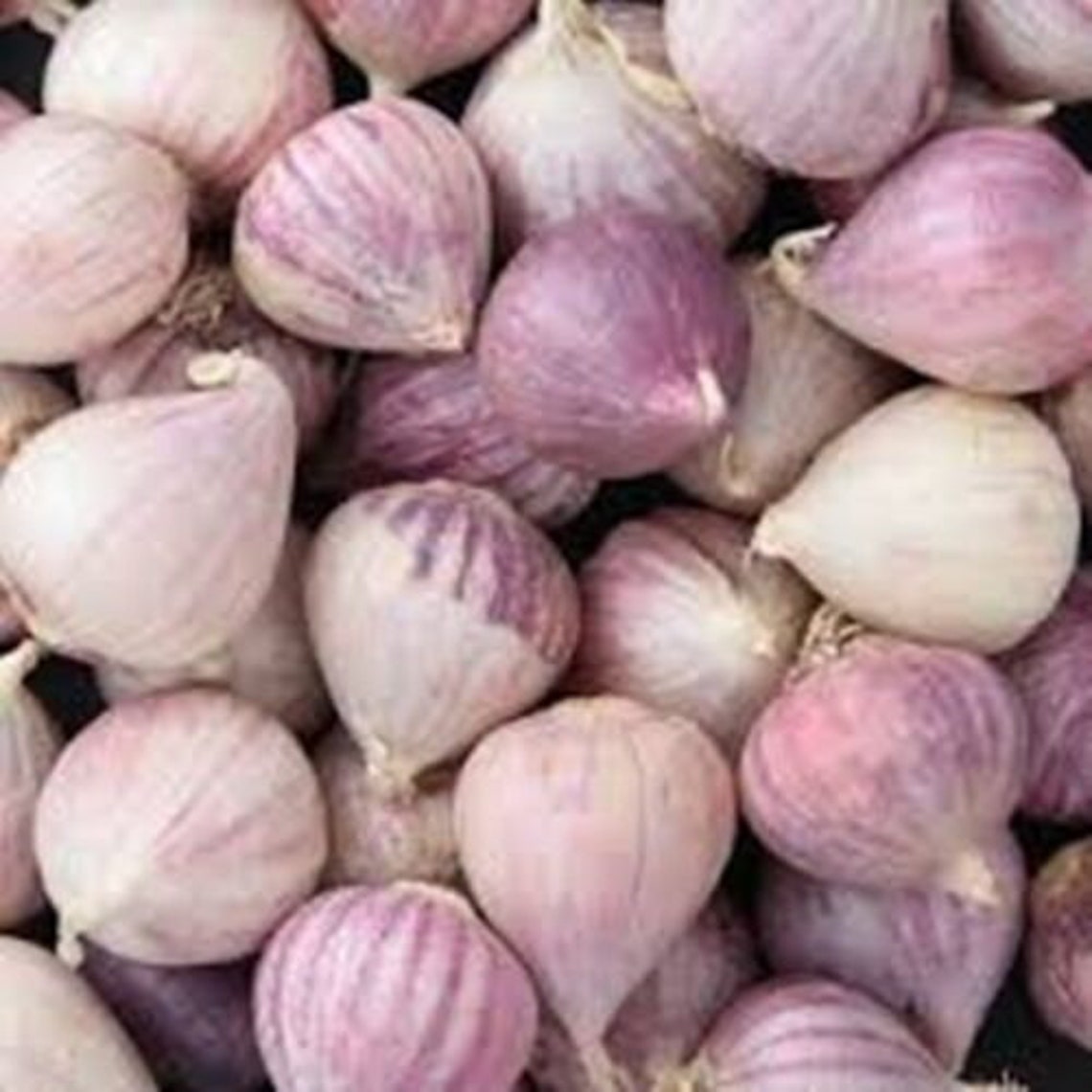 20 Bulbs Ingle Clove Garlic Solo Garlic Heirloom Herbs From Etsy