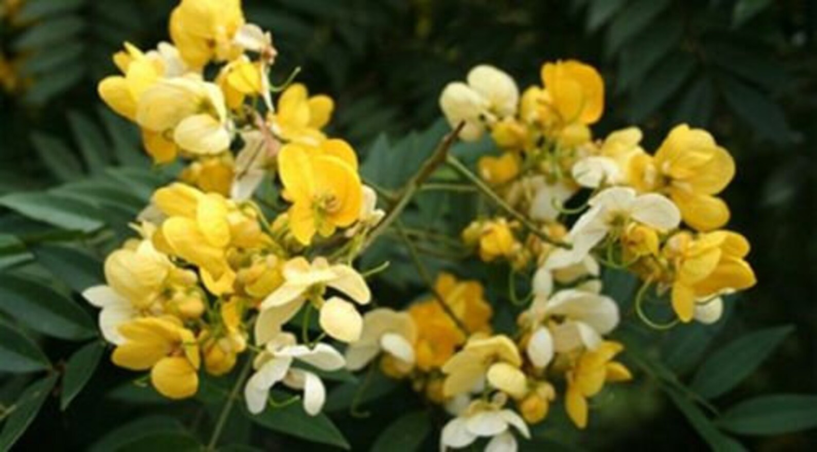 50 seeds Scientific name Senna spectabilis Thailand herbs Etsy