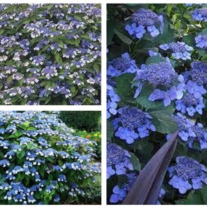 Blue Bird Lacecap Hydrangea-  1 starter live plant - TLMAGIC