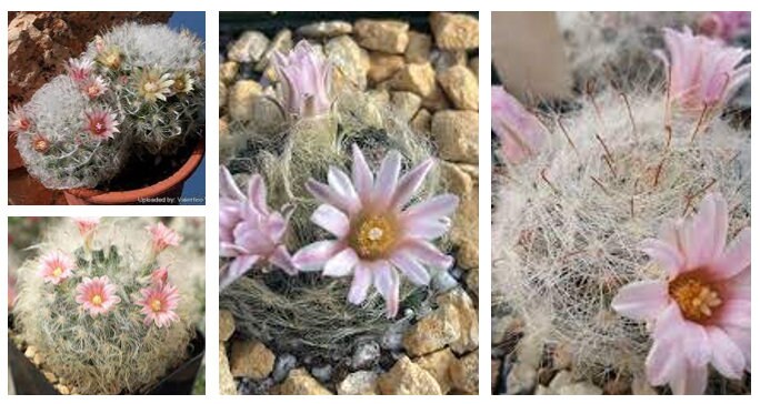 Mammillaria Aureilanata Cactus Cacti Succulent Real Live Plant - TLMAGIC -  Etsy Israel