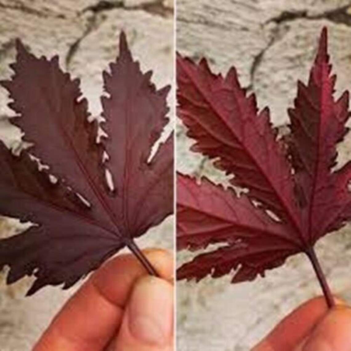 30 Seed Hibiscus Mahogany Splendor Cranberry Red Prestige | Etsy