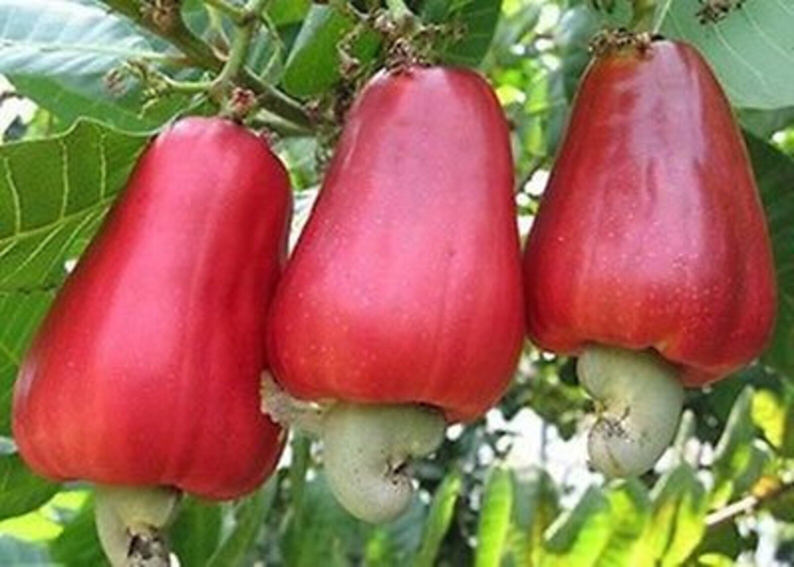 5 Graines Anacardium Occidentale Noix de