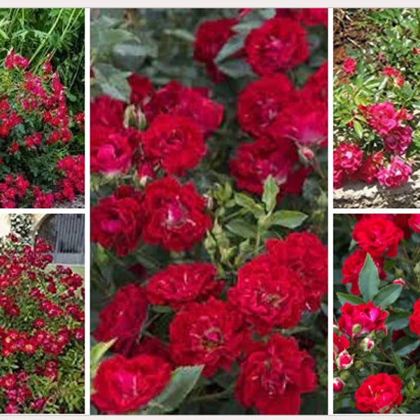 Red Drift Groundcover Rose -Starter Plant ( 8m )- 1 live plant - TLMAGIC