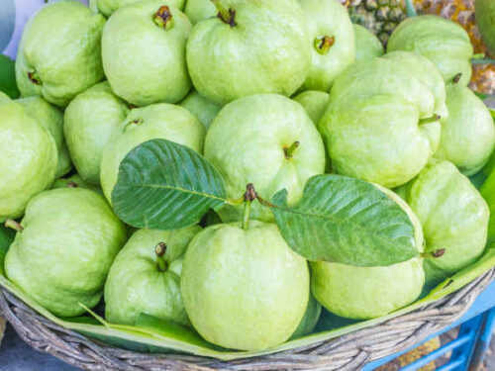 50 Apple Guava Fruit Seeds Psidium Guajava Common Guayaba Etsy