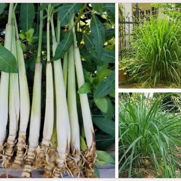 Fresh rooted lemongrass, live plant ready to pot and soil in garden - TLMAGIC