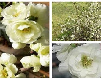 O Yashima Double White Flowering Quince  -  1 starter live plant - TLMAGIC